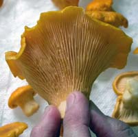 This single Chanterelle reveals the forked blunt gills. 